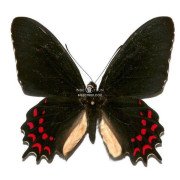 PARIDES PHOTINUS